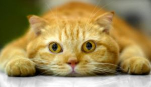 ������������ ������ ���� ������������ � ������